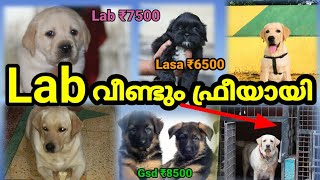 Lab വീണ്ടും ഫ്രീയായി കൊടുക്കുന്നു || Lasa apsa ₹6500 || എല്ലാ  പപ്പികളും വിലക്കുറവിൽ