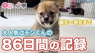 【豆柴犬】かわいい子犬の86日間の成長日記！ゴテンくん幸せになってね！まめしば亭ブログvlog