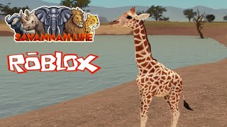 ROBLOX , Savannah Life NOVA Atualização,  GAMEPLAY de GIRAFA, JOGO de ANIMAIS da ÁFRICA, Survival