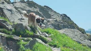 Balade au col du Grand-Saint-Bernard