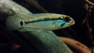 Apistogramma cf. Pertensis mating in biotope aquarium