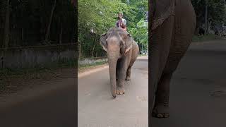 Royal viral Ganesh #trending #shorts #elephant #ganeshchaturthi #jaishreeram #bharat #like