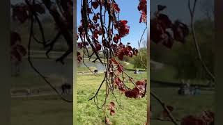 One fine day - Hampstead Heath London #shorts