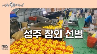 [나는농부다 304회] 성주 참외 선별