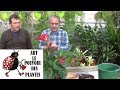 Tuto jardin : anthurium andreanum:Comment faire l'Entretien et l'arrosage:plante verte d'intérieur