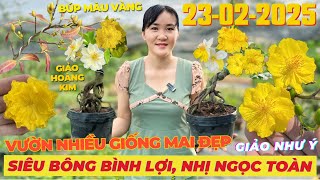 CHỊ THU Giao Lưu Mai Vàng Giá Rẻ, Siêu Bông Bình Lợi, Giảo Như Ý, Nhị Ngọc Toàn… • THÀNH TRỌNG LÊ