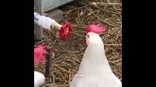 Chicken confuses water valve with rooster