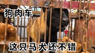 狗肉車上的這只馬犬，當肉賣真是可惜了，大家來品評下可惜不可惜