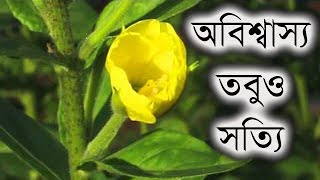 সুবহান আল্লাহ! যে ফুল পাঁচ ওয়াক্ত আজানের ধ্বনিতে ফোটে  ! আশ্চর্য এক ফুল