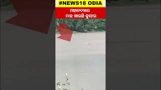 Crocodile News | ସାବଧାନ୍ ! Cuttack Mahanadiରେ ବୁଲୁଛି କୁମ୍ଭୀର | Crocodile Attack | Mahanadi River