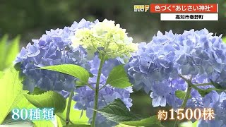 ”あじさい神社”のアジサイ色づく「かなりえい色がでています」心和むひとときを【高知】 (21/05/28 20:00)