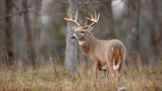 Officials brief GA Senate on ways to control 'zombie deer' disease spread after positive test