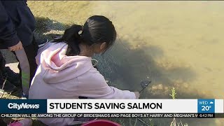 Toronto students help reintroduce salmon to area