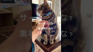 今日のご飯何かな？#茶々丸#猫#cat#ねこ#アメリカンショートヘア #茶々丸猫#猫ショート#shorts #猫すたぐら猫動画 #ショート#猫好き#ちゃちゃまる#ネコ#ねこのいる生活#CIAO