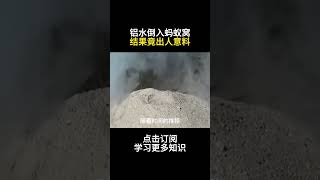 铝水倒入蚂蚁窝结果竟出人意料