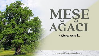 BİTKİ ANSİKLOPEDİSİ - MEŞE -QUERCUS L. NEDİR? NERELERDE YETİŞİR? HASTALIKLARI NELERDİR? MEŞE AĞACI