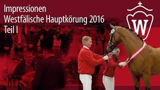 Impressionen Westfälische Hauptkörung für Reitpferdehengste 2016