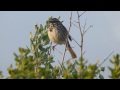 sparrow morning song