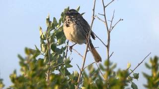 Sparrow Morning Song