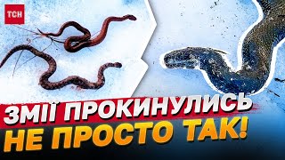 ЩОСЬ ПЕРЕДЧУВАЮТЬ? РЕПТИЛІЇ АКТИВІЗУВАЛИСЬ! ОБЕРЕЖНО!