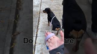 Rottweiler is Fed Up with Mum