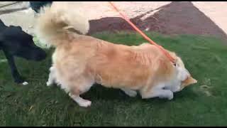 Anda on leash