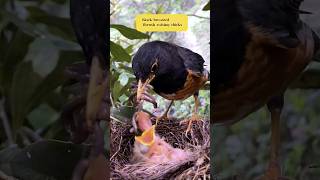 Mother bird feeding babies #nature