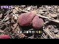 이제부터 본격적으로 식용버섯 산행이 시작되었어요~ 산야초tv 산야초산행