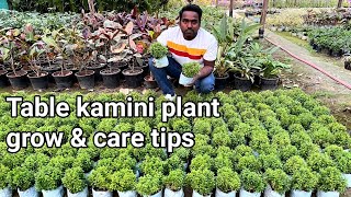 How to grow \u0026 care table kamini plant Hindi || Table kamini plant care and cutting propagation