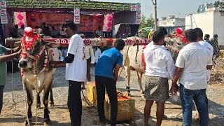 LIVE - దుర్గిలో ఎడ్ల బండ లాగు పందాలు- 6పళ్ళు విభాగం