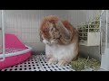 うさぎが飼い主に話し掛けている時の行動！気付けてますか？