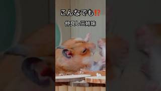 なんだかんだ仲良し【ハムスター三姉妹】  #shorts#hamster#ハムスター三姉妹