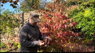 All About Viburnum Plicatum!