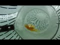 超希少【蒼い錦魚】アルビノ福だるま（モザイク透明鱗）当歳黄色系afd021201