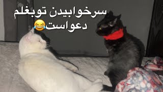 قهرمان بلال نمیزاره کسی توبغلم بخوابه😂همه رومیزنه😂#cat #funpets #catlover #kitten #straycatsinturkey