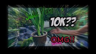 POKOK VIRAL|Snake plant mak mertua ku terlajak laris!|Laku keras #snakeplant #pokok #gardener