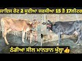 15-16ਲੀਟਰ ਵਾਲੀਆ ਜਰਸੀਆ ਜਾਇਜ ਰੇਟ। cows for sale/vadiya farm/3-12-24