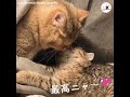 ペロペロに骨抜きニャンコ💕 おねだりも可愛くて…😽❤️【peco tv】