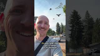 How This Man Befriended Neighborhood Crows - Part 2 🐦✨ #crowfriends #corvids