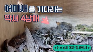 어미새를 기다리는 딱새 4남매 / 산스님 힐링 영상