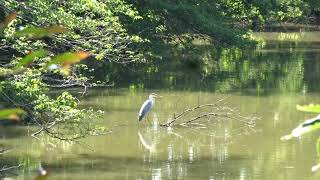 00029　2018May22　午前　藤巻町新池　アオサギ1羽　北岸水辺、カイツブリ堰堤へ