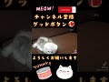 子ネコ　仔猫　マンチカン　小猫　子猫　ミヌエット　こねこ　コネコ　 shorts 猫 cat