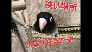 かばんに執着する鳥！かばんが好き過ぎる！！！【ボタンインコのぶーちゃん】