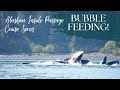 Alaskan Cruise: Best Whale Watching at Icy Strait Point!