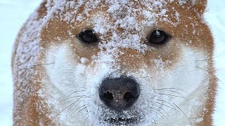 Shiba Inu Excited to See Snow for the First Time