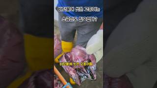 바다물에 씻은 고등어 소금이 필요없다? #고등어 #손질 #생선 #작업 #어부