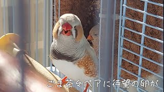 キンカチョウの恋愛事情 #6 Love story of zebra finch