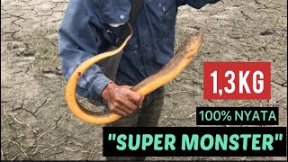 UNTUNG DI REKAM !!!! | BELUT TERBESAR YANG SAYA DAPATKAN SETELAH SEKIAN LAMA | BABON SUPER MONSTER