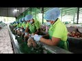 awesome coconut cultivation harvesting u0026 processing coconut farm modern agriculture