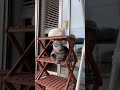 うちの猫　 高速猫パンチ